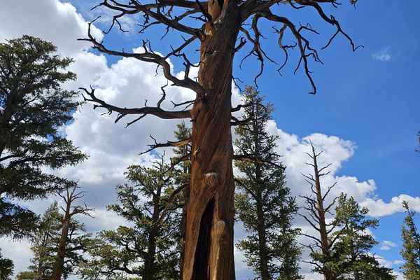 Mountains, Marmots, and Search and Rescue: PCT Days 59 to 62