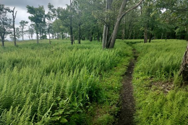 Traveling “Flatlands” (AT Days 58-85)