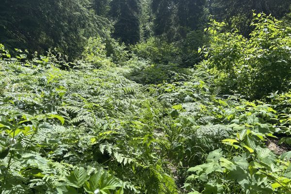 PCT SOBO DAY 8 – Fighting the Trail