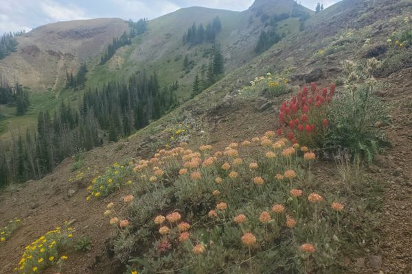 CDT Day 66: Halfway Somewhere