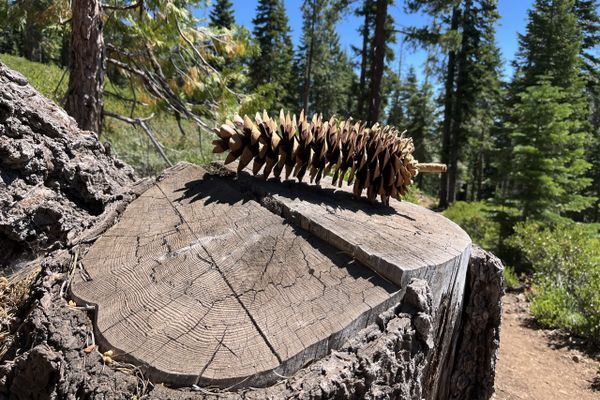 Tahoe Rim Trail: A Far Away Home