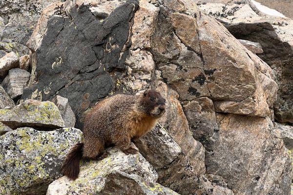 The Marmots call in reinforcements!