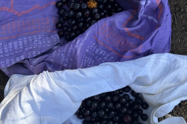 PCT SOBO DAY 29 – Mmm, Berries!