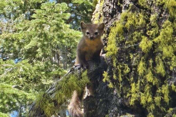 Martens, Ski Lifts, and Heel Blisters: PCT Days 99 to 103