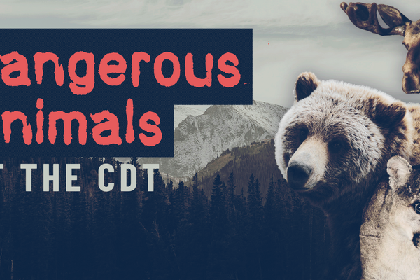 The Most Dangerous Animals on the CDT