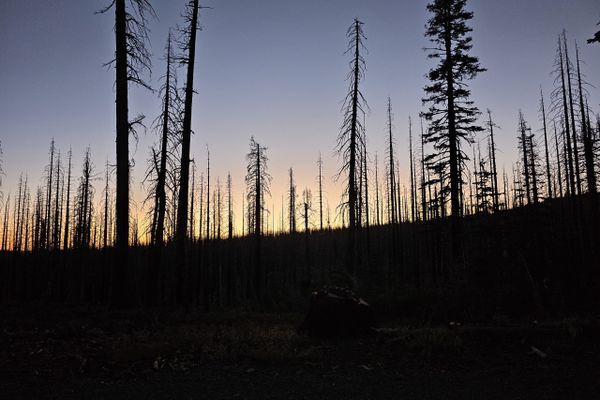 Sand Wasps, Burn Scars, and The Midpoint: Days 109 to 115