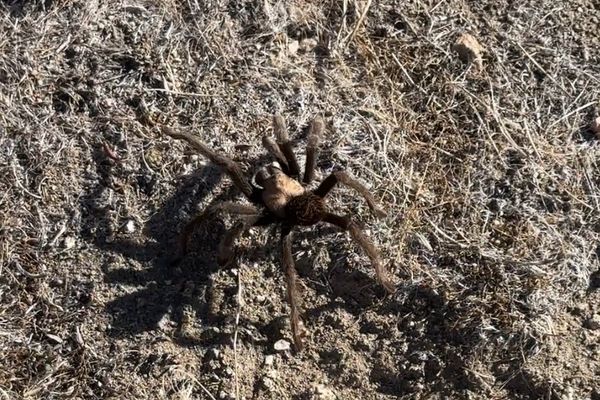 Tarantula!