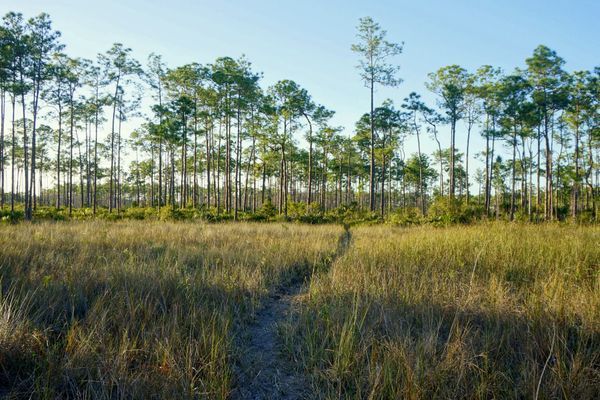 A Beginner Thru-Hiker, the Florida Trail and Why I’m Sharing It All