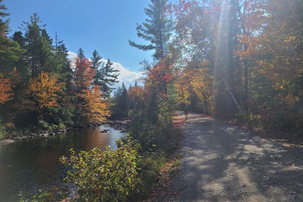 Maine-gled by a Frog!
