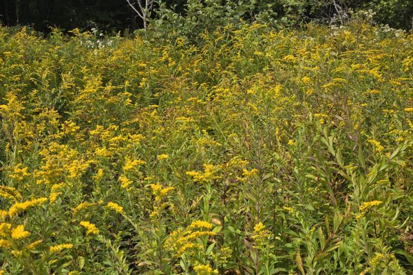 Joining a Tramily — Long Trail Day Twenty-Three