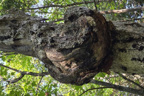 Ingratitude, Sorry Hamburger — Long Trail Day Twenty-Five
