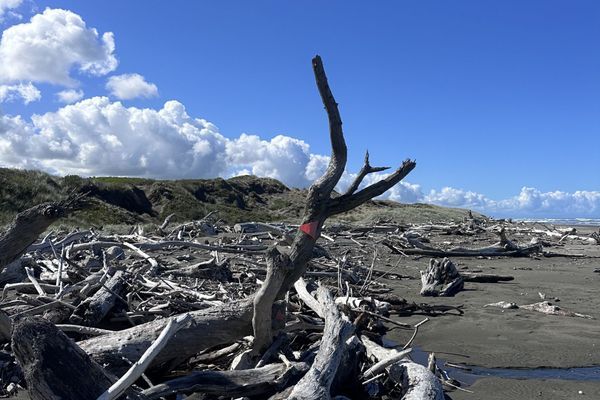Day 49 on Te Araroa