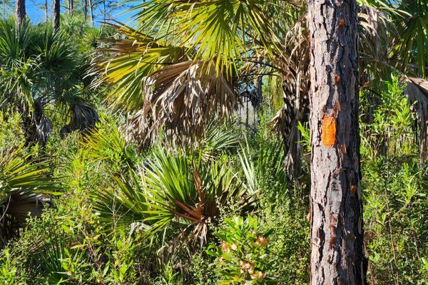 Florida Trail 2026 – Day 3 – Who Put A Trail Here!?!
