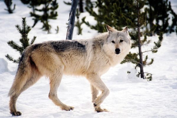 Wolf Spotted Near PCT in Southern California for First Time in Over 100 Years