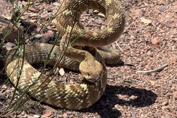 7 Creepy Crawlies I Met on the AZT