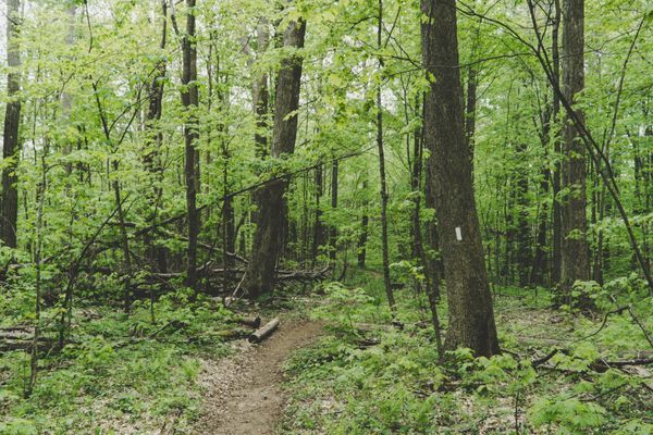 Missing Hiker Found Dead on Appalachian Trail in Georgia