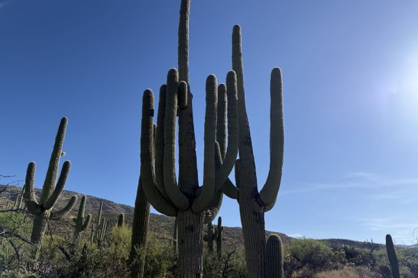 Insanity in the Desert