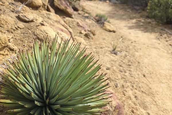 Warner Springs to Paradise Valley Cafe