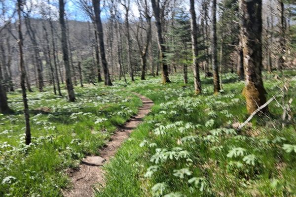 The Worst Day of My Life and How it Propelled Me to Become a Thru-Hiker Plus The Worst Day so Far on the AT and an Alleged Murder