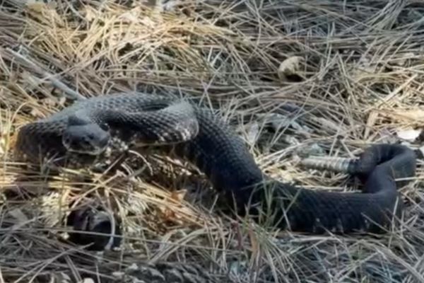 Snakes, and Blood and Bites: Oh My!