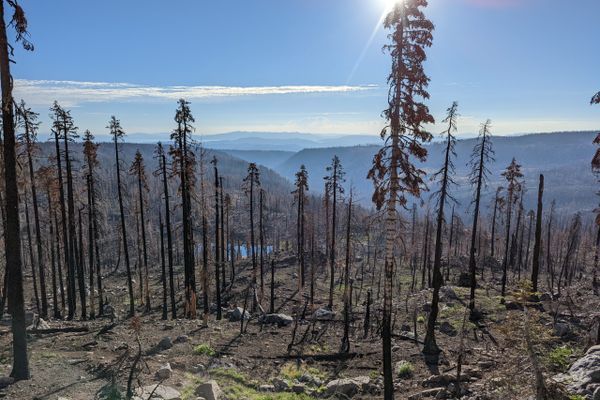 Roundup Is Being Sprayed in National Forests. Here’s What PCT Hikers Should Know