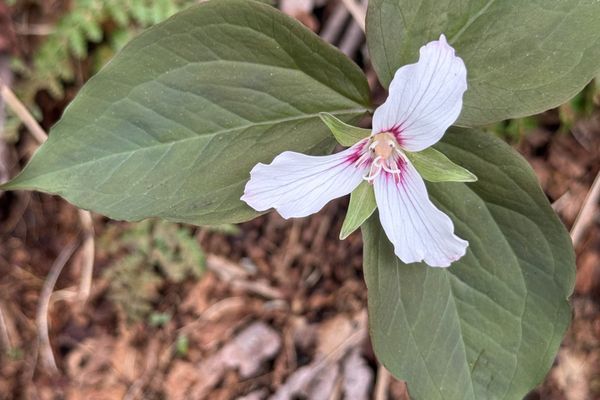 The Annual Smoky Mountains Wildflower Pilgrimage (Or: Close Encounters of the BEAR Kind)