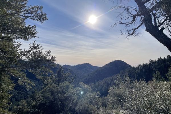 In Search of Trees: High Desert to Big Bear City