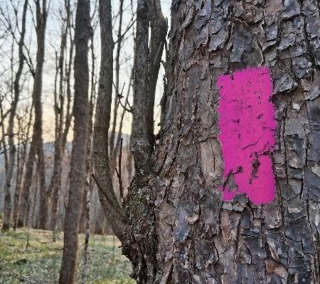 Pink Blazing: 210 Miles in 5.5 Days to Catch a Shooting Star