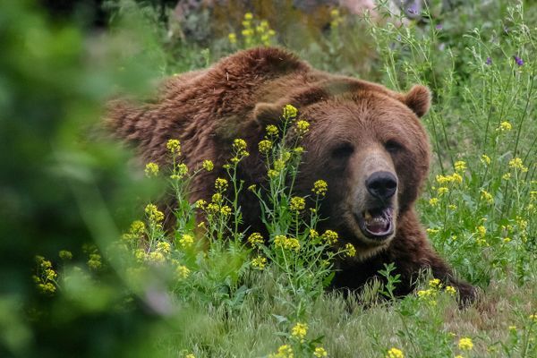 Surprise Grizzly Encounter Injures Glacier National Park Hiker Weeks After Fatal Mauling