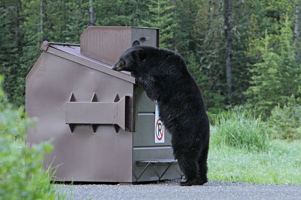Colorado to Fine Careless Humans Following Rise in Aggressive Bears
