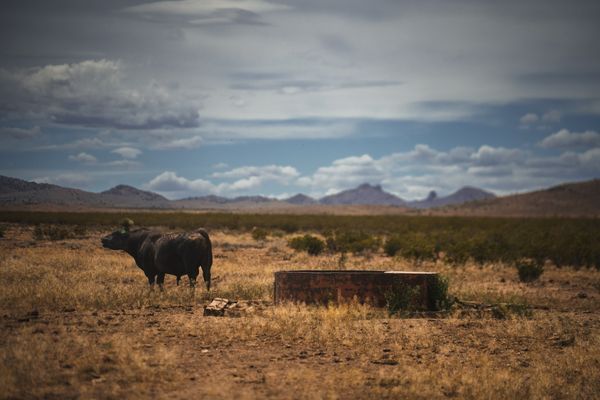 CDT Day 4–6: Bovines, Storms, and Town Chores
