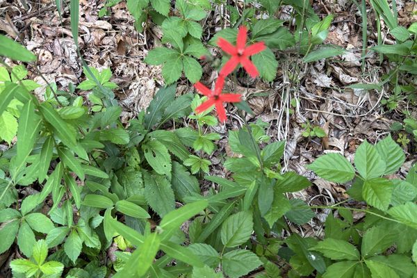 Georgia: Rain, Allergies, and Critters, Oh My!