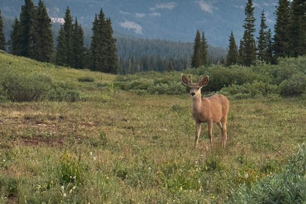 Colorado Trail: Day 32