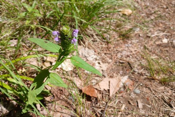 Shaw’s – Fox’s AT Thru Hike – Day 125