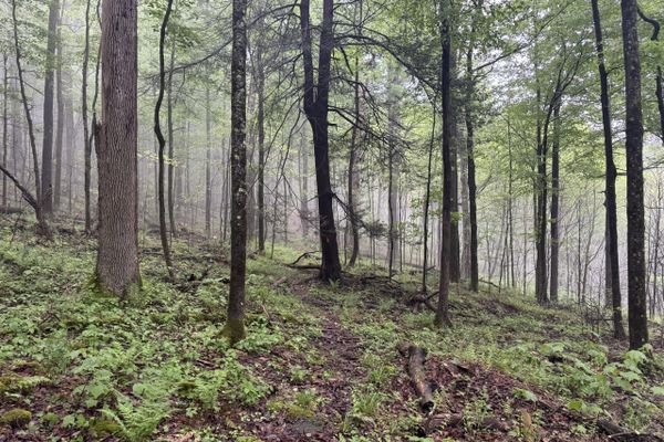 Susquehannock Trail Thru Hike Day Four: All Ahead Flank!