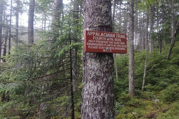Fourth Mountain Bog – Fox’s AT Thru Hike – Day 127