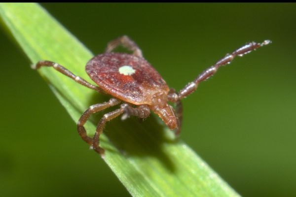 First Case of Rare and Potentially Deadly Tick-Borne Virus Confirmed in New York