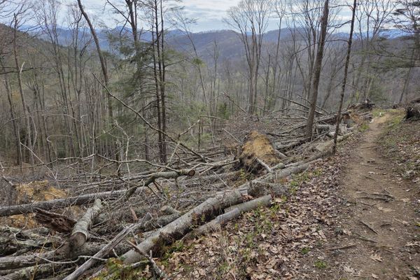 Appalachian Trail Section Devastated by Hurricane Helene Reopens After Nearly 2 Years