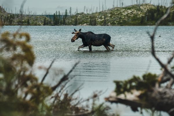 Glacier National Park – Pt.2: Where Moose Frolic & the Marmots Brawl