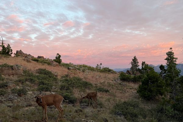 The Deer Audacity, and other NorCal happenings