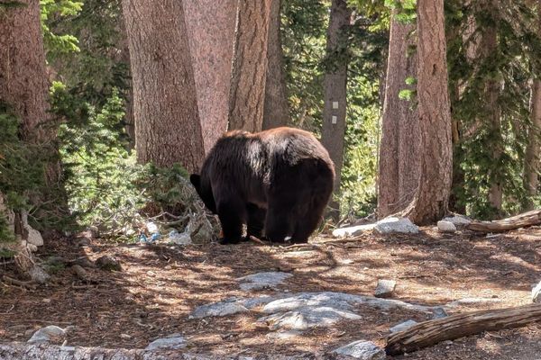 Grand Teton Says “Poor Decisions by Park Visitors” Led to a Bear’s Death This Weekend