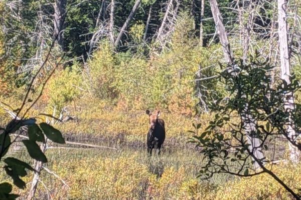 Moose Sighting! (Day 160)