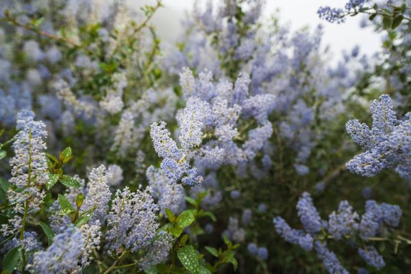 Opinion: I Hate This Roadless Area on the PCT. Help Me Protect It