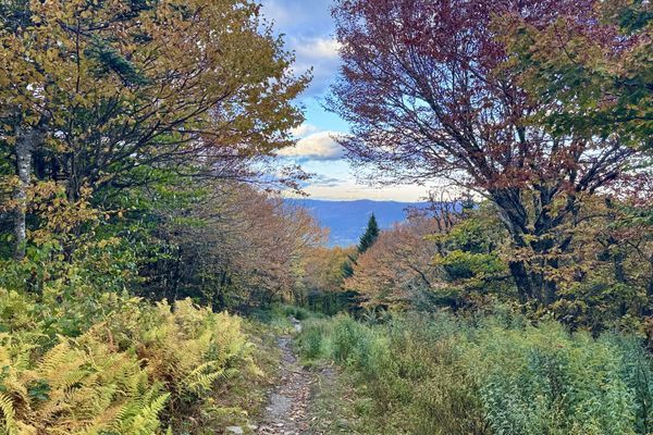 Going For Greylock